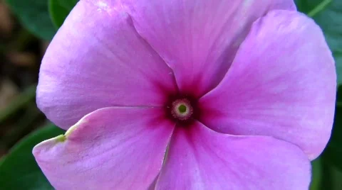 Flower 3 Stock Footage 492016