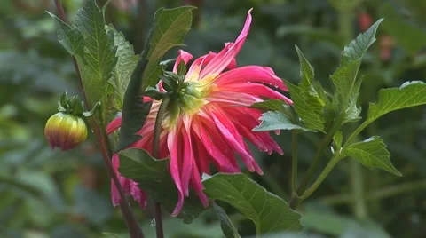 Flower 3 Stock Footage 8157839