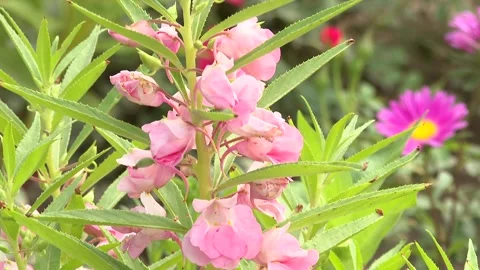 A flower 3 Stock Footage 325590544