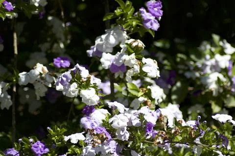 Flower (3) Stock Photos