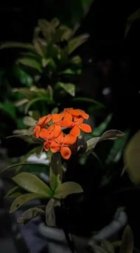 Flower #3 Stockfoto's