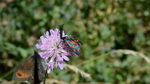 Flower with 3 types of butterflies Stock Footage 35360209