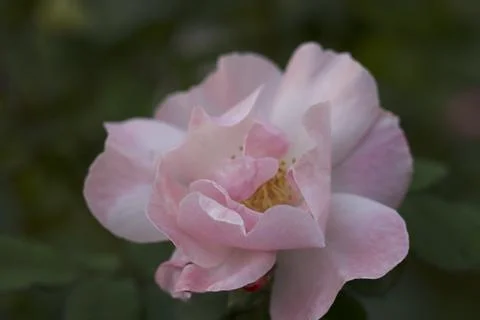Flower (31) Stock Photos