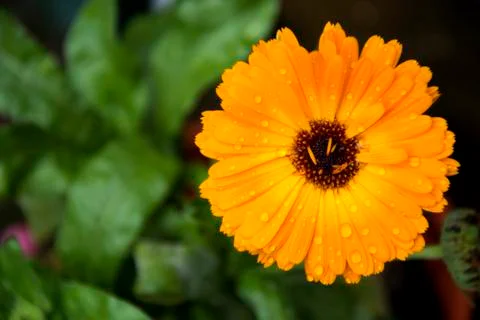Flower 32 Stock Photos