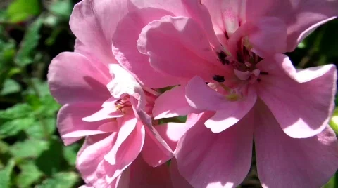 Flower 4 Stock Footage 492005