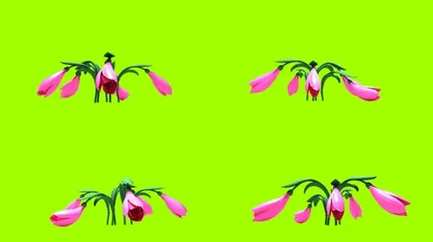 Flower 4 Stock Footage 11520791