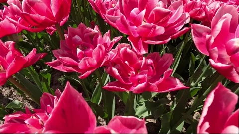 Flower 4 Stock Footage 276117937