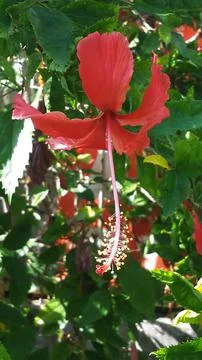 Flower (4) Stock Photos