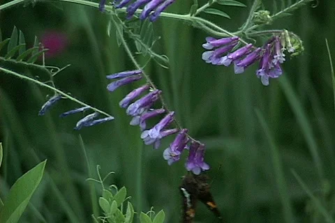 Flower 5 Stock Footage 79624