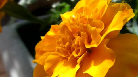 Flower 5 Stock Footage 491997