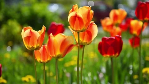 Flower 5 Stock Footage 276184487