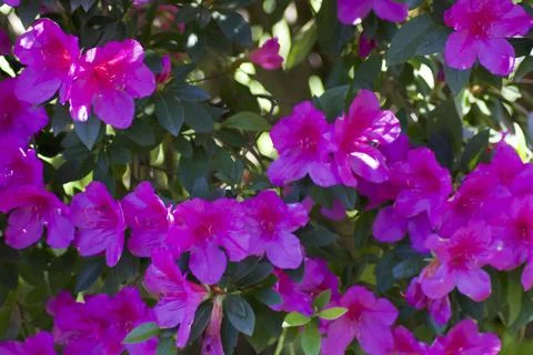 Flower (5) Stock Photos