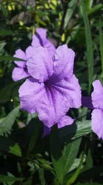 Flower (5) Stock Photos