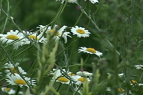 Flower 6 Stock Footage 79623