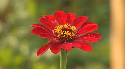 Flower 6 Stock Footage 8795704