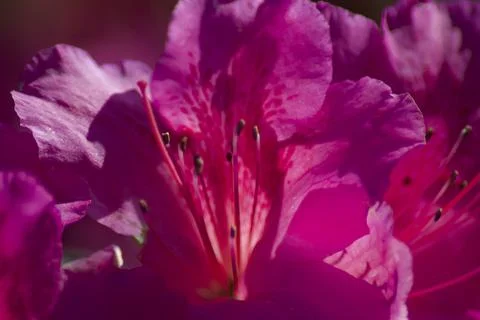 Flower (6) Stock Photos