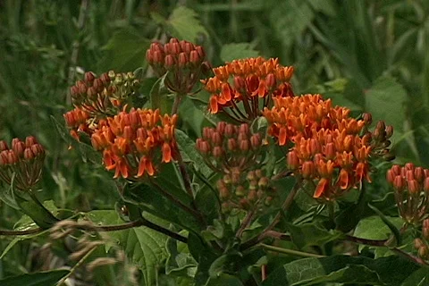 Flower 7 Vídeos de archivo 79625