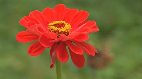 Flower 7 Stock Footage 8795698
