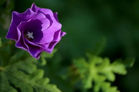 Flower 7 Stock Photos