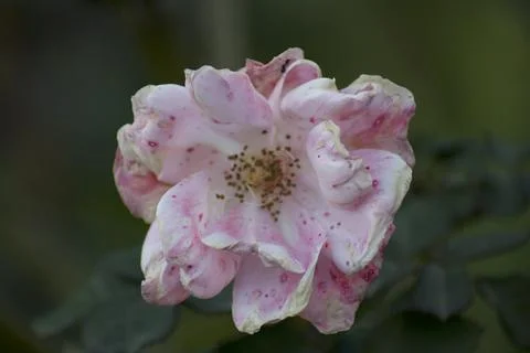 Flower (7) Stock Photos