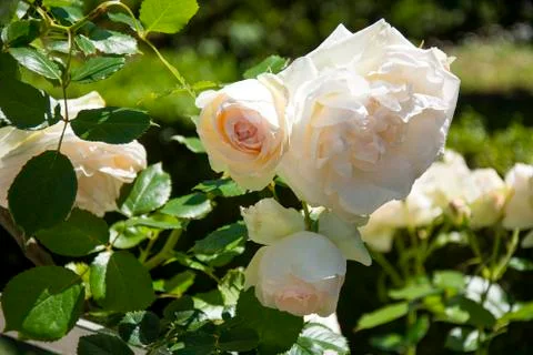 Flower 72 Stock Photos