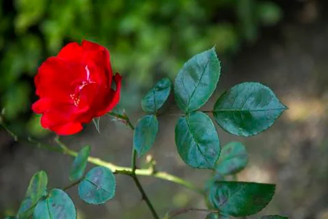 Flower 75 Stock Photos