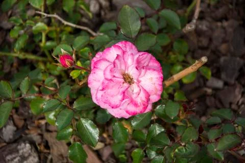 Flower 76 Stock Photos