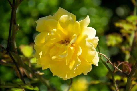 Flower 78 Stock Photos