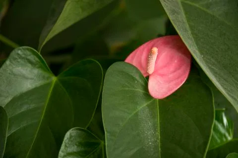 Flower 79 Stock Photos