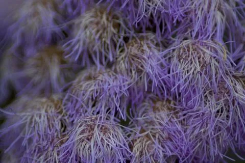 Flower (8) Stock Photos