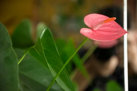 Flower 83 Stock Photos