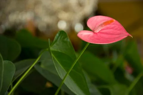 Flower 86 Stock Photos