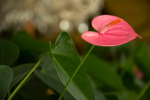 Flower 87 Stock Photos