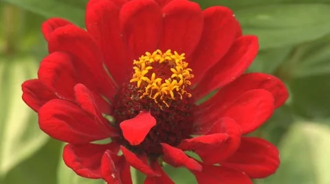 Flower 9 Stock Footage 8795685