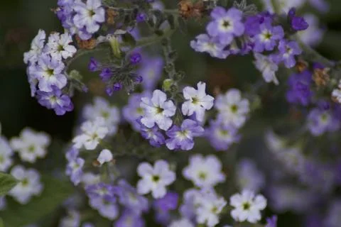 Flower (9) Stock Photos