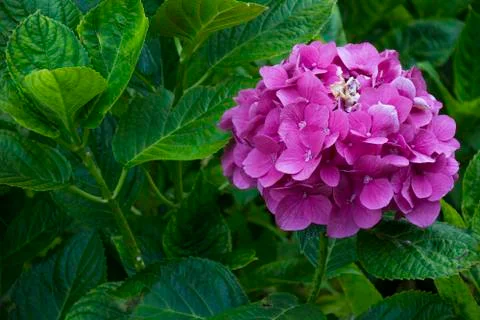 Flower 91 Stock Photos