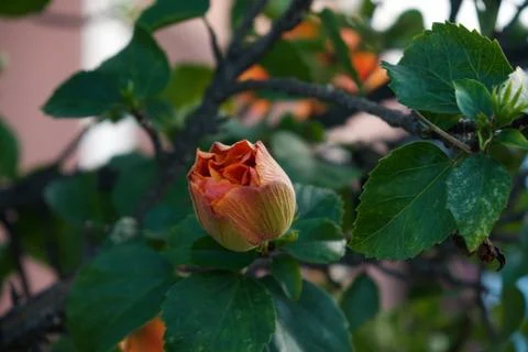 Flower about to bloom Stock Photos