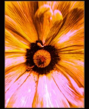 Flower abstract macro background and wallpapers in high quality prints fine a Stock Photos