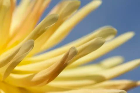Flower abstract Stock Photos