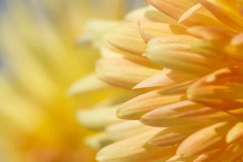 Flower abstract Stock Photos