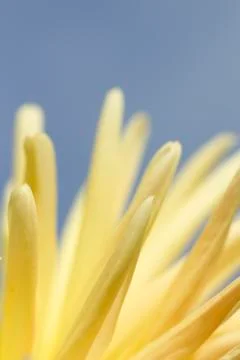 Flower abstract Stock Photos
