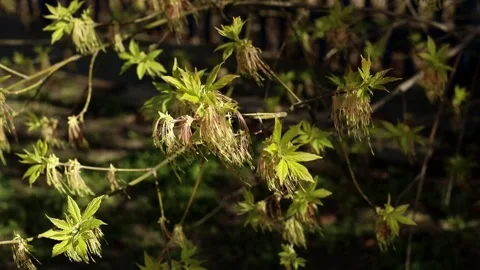 Flower of Acer negundo Stock Footage 308743088