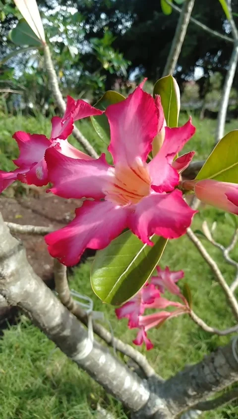 Flower adenium Stock Footage 237332113