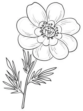 Flower adonis, contours Illustrazione stock