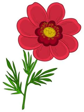 Flower adonis Stock Illustration