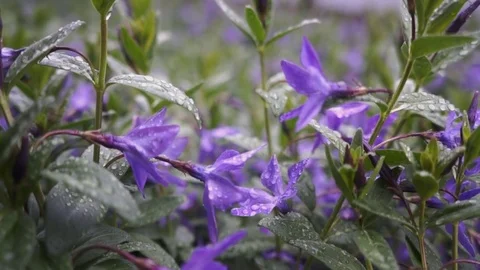 Flower after rain with drops Stock Footage 76241757