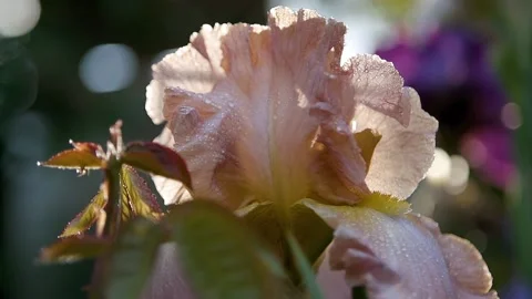 Flower after rain in evening sunlight, slow motion, close-up 스톡 동영상 144387520