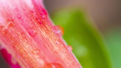 Flower after the rain Stock Photos