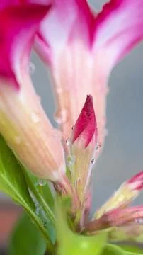 Flower after the rain Stock Photos