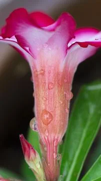 Flower after the rain Stock Photos